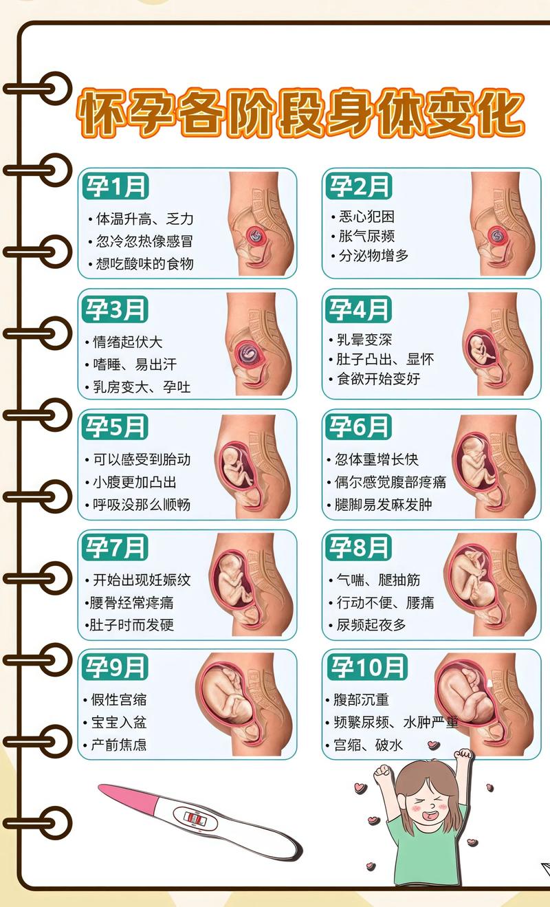 揭秘供卵代孕妈妈怀孕小腹分两节，孕期变化的奥秘大兴代生机构: